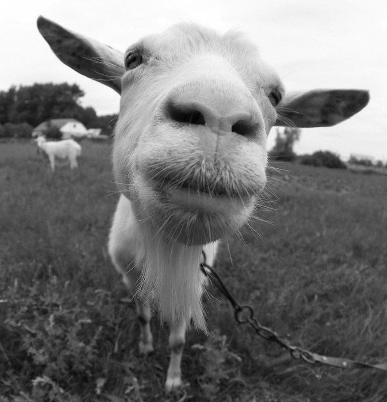 Козлятина)photo preview