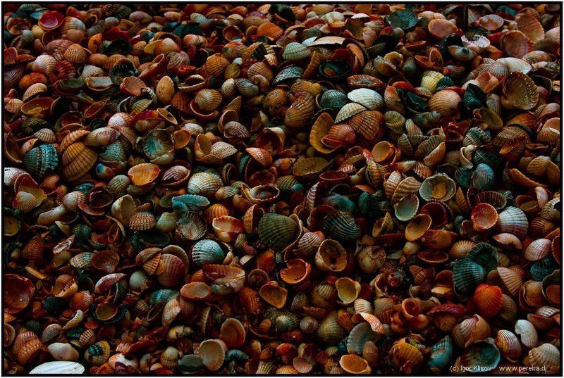 ракушки, азовское море, пляж Текстуркаphoto preview