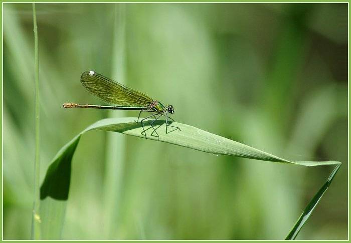 Коса и стрекоза. Автор: Юлия Чекмарева , Юлия Чекмарева