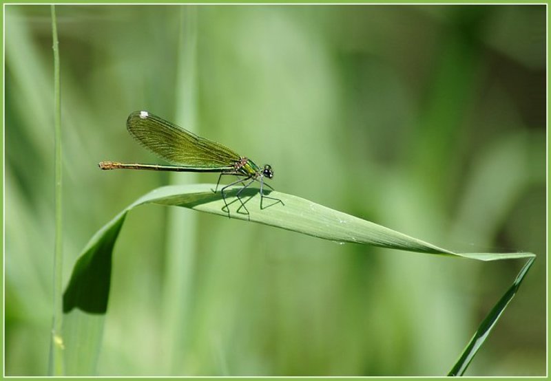 Коса и стрекозаphoto preview