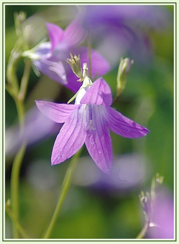 Колокольчикиphoto preview