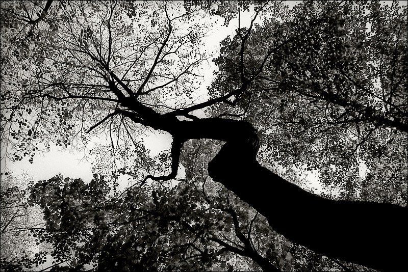 2005, октябрь, осень ********photo preview