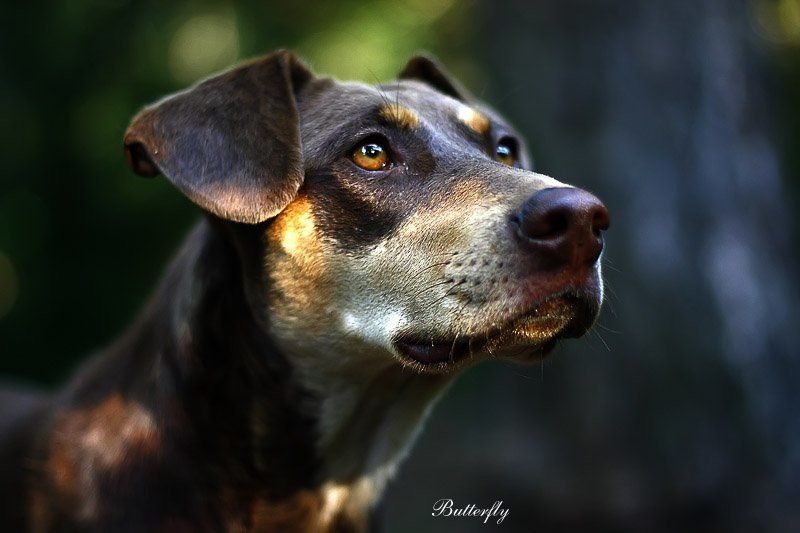 псина псинаphoto preview