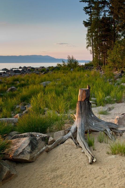 бурятия, байкал, максимиха, трава, камни, коряга, вечер photo preview