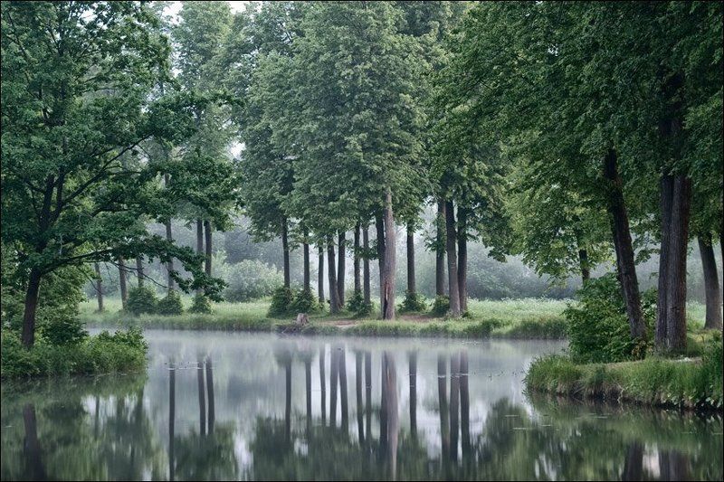 Зеленая утренняя картинка с видом на северный берег середниковского пруда с его восточного берегаphoto preview