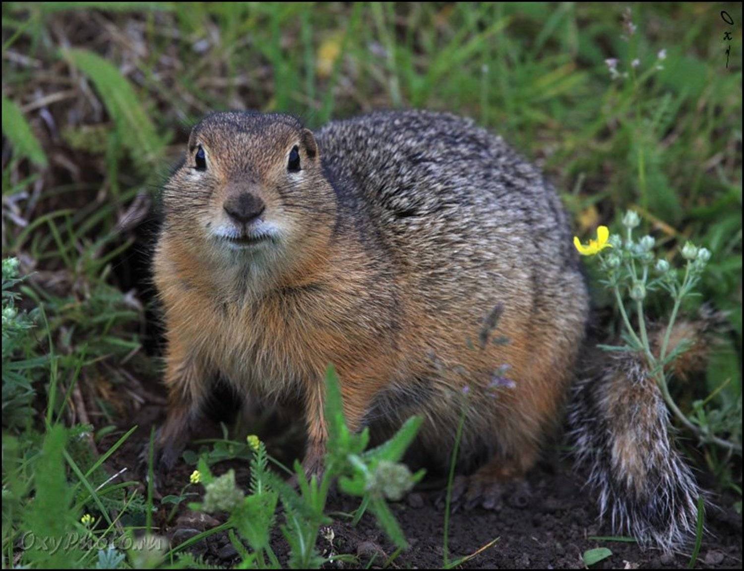 Ой, кто здесь?... Автор: Оксана Борц altai, citellus undulatus, russia, алтай, россия, суслик длиннохвостый,, Оксана Борц