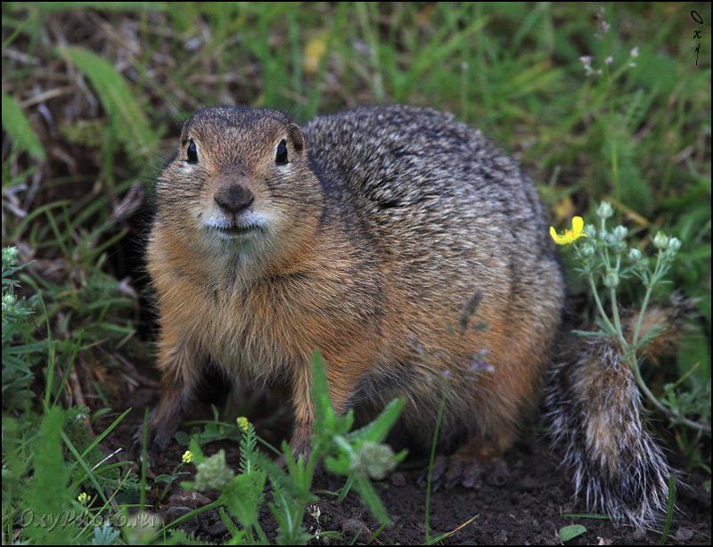 altai, citellus undulatus, russia, алтай, россия, суслик длиннохвостый, Ой, кто здесь?..photo preview