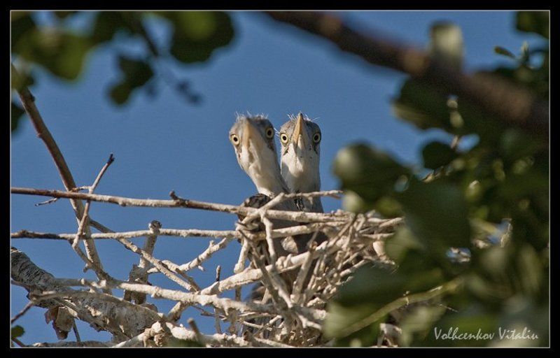 фото кто тамphoto preview