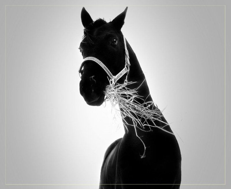 а это коньphoto preview