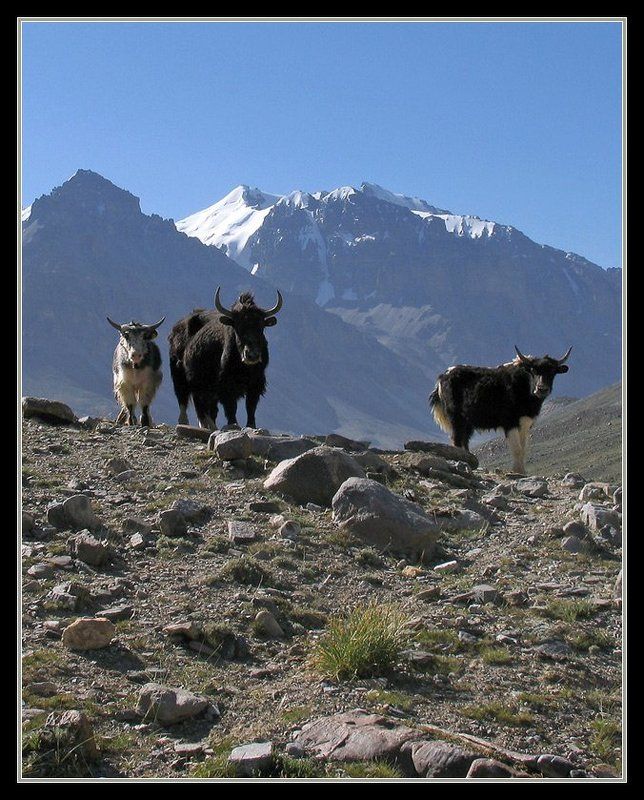 горы, памир, яки, вершины, Встреча на тропеphoto preview