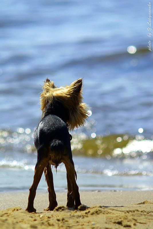 барбос, собака, морской, волк, лукьяненко, o4spok Морской волкphoto preview