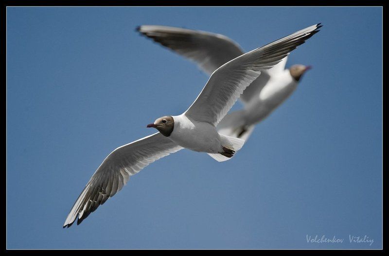 фото ***photo preview