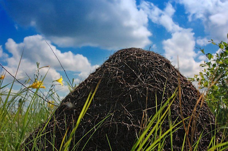 небоскрёбphoto preview