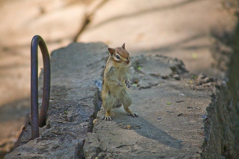 Эволюцияphoto preview