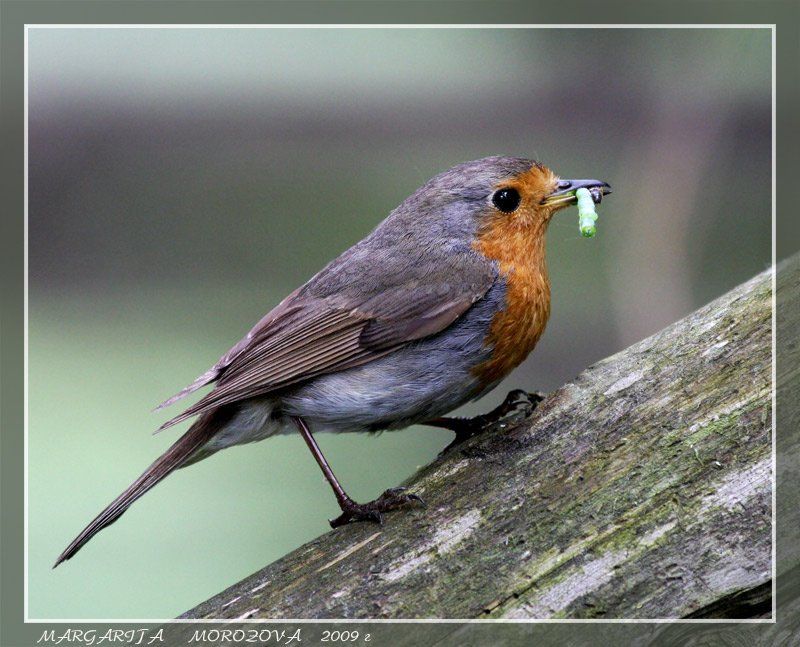 птицы,зарянка Зарянкаphoto preview