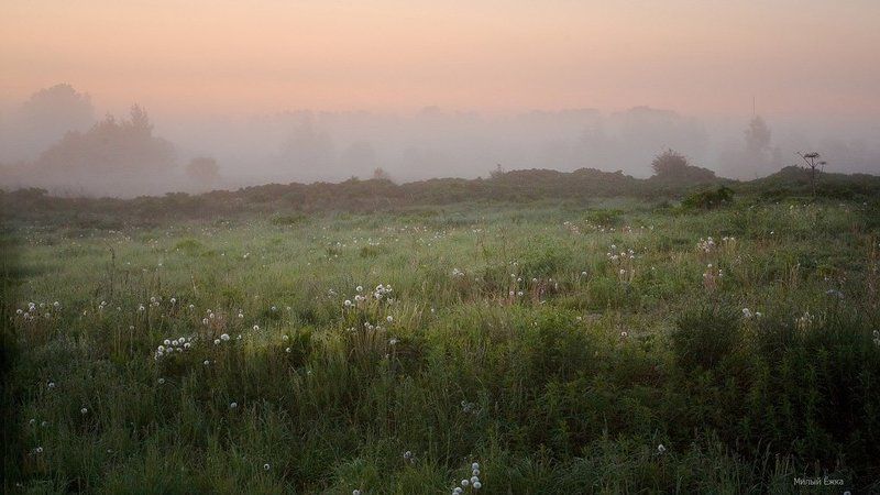 день очистки водоемов, туман Туманные одуванчикиphoto preview