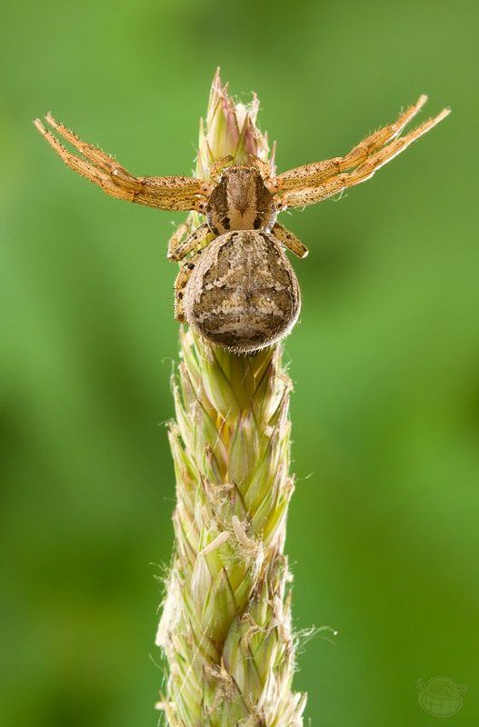 бокоход, макро, паук Аминь!photo preview