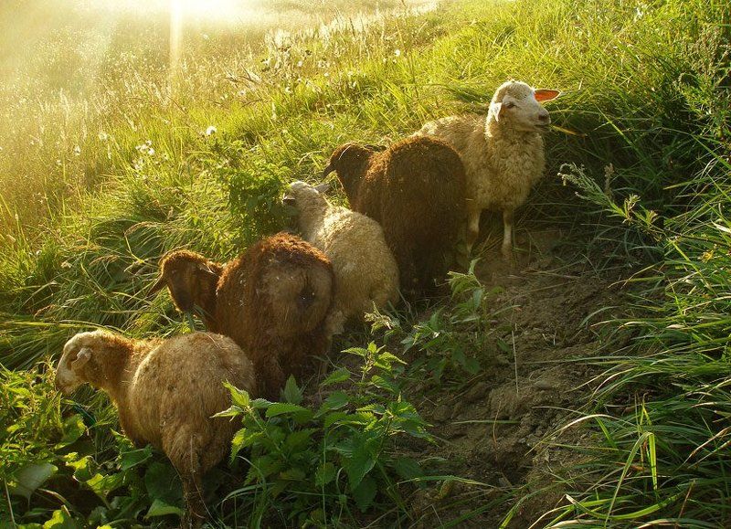 Солнце летним днемphoto preview