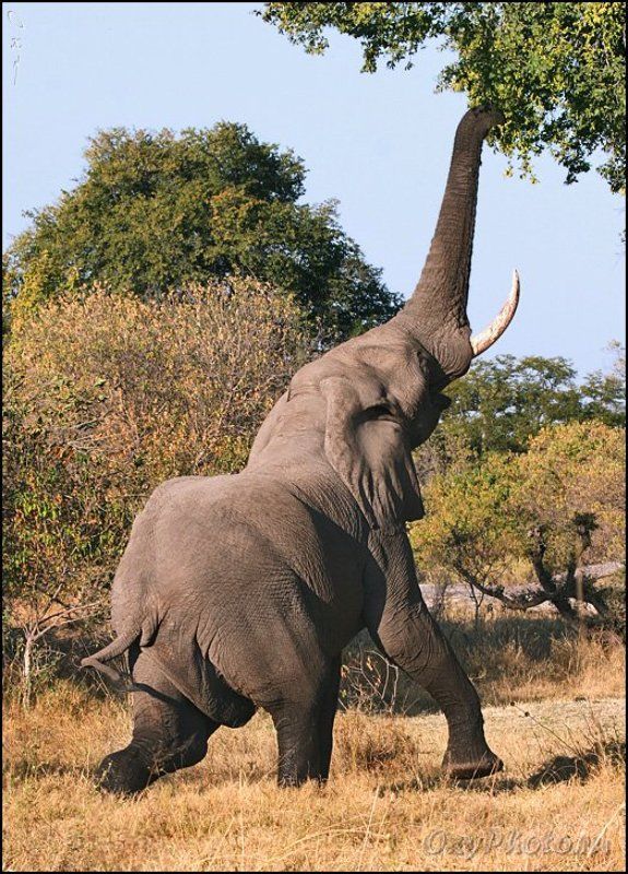 africa, botswana, okavango delta, африка, ботсвана, дельта окаванго, слон африканский, loxodonta africana Где-то там самое вкусное...photo preview