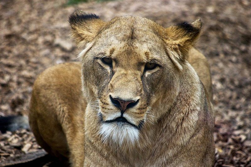 львица, зоопарк утомленнаяphoto preview