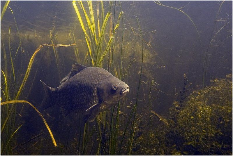 Обыкновенныйphoto preview