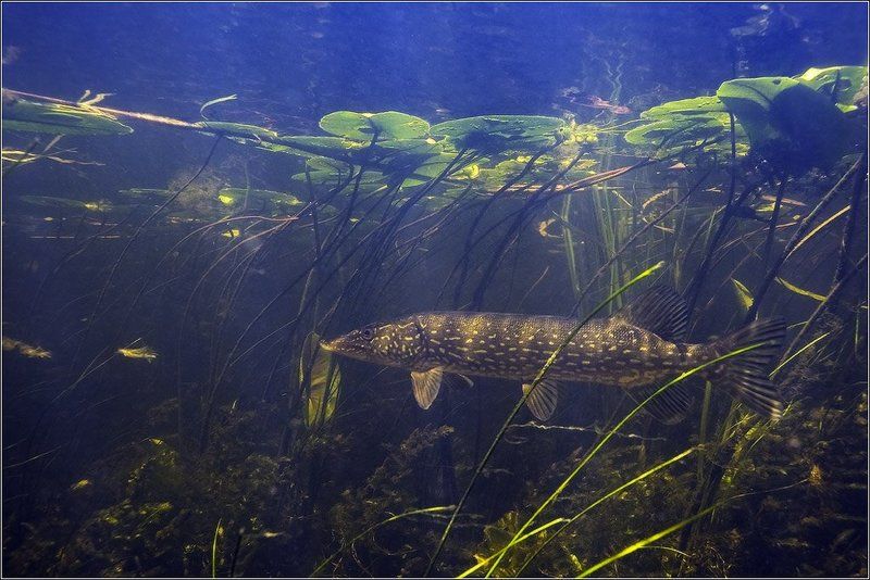 Обыкновеннаяphoto preview