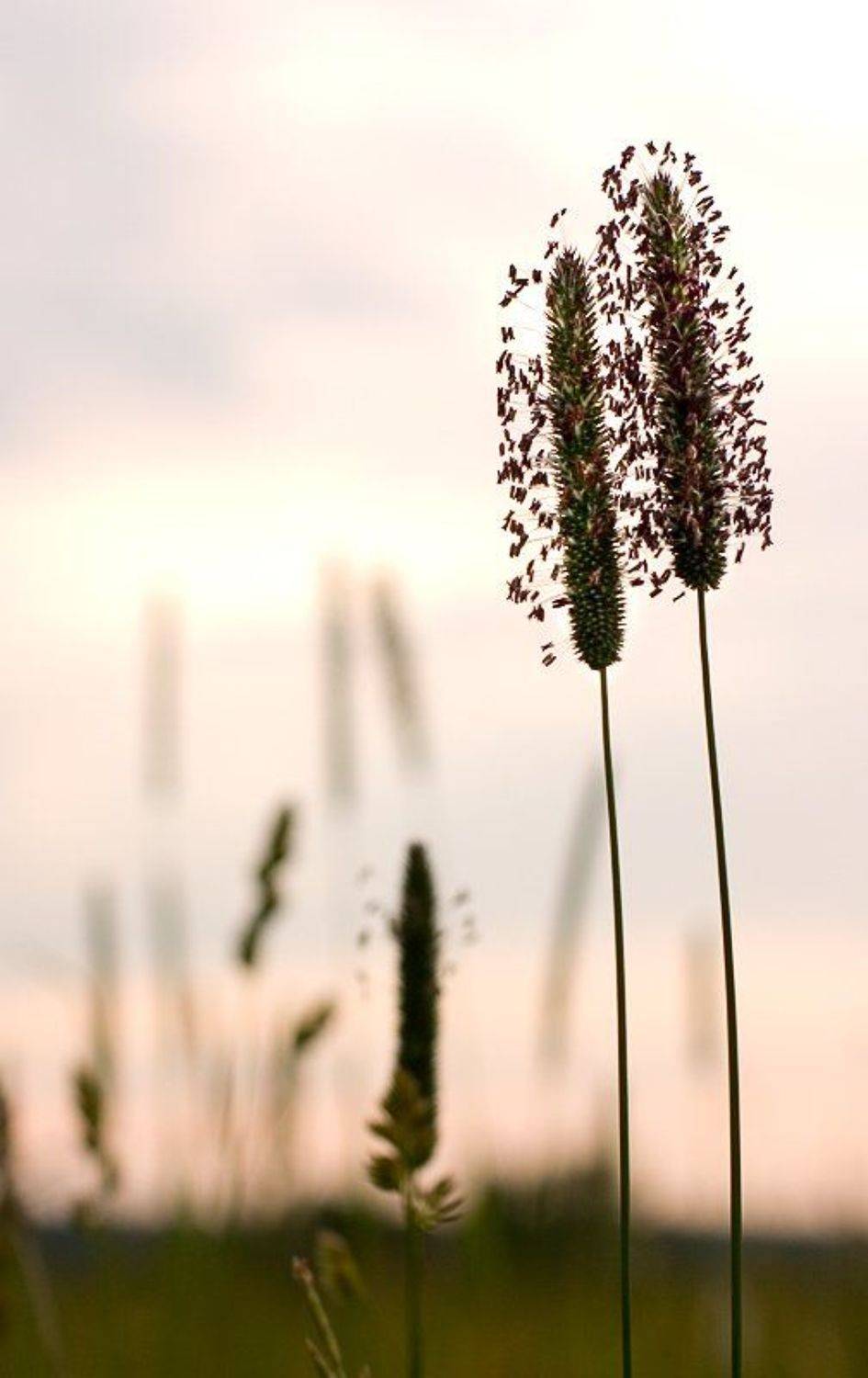 любовь, бывает, не, только, у, людей, Vlad Shanalin