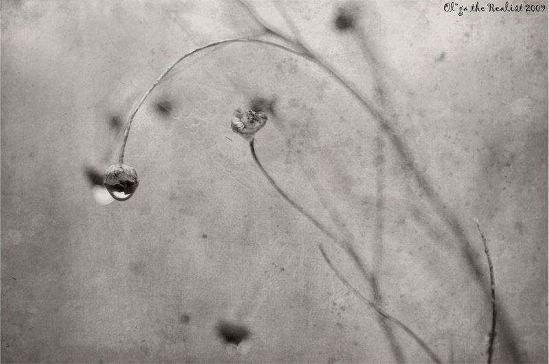 ...туман...photo preview