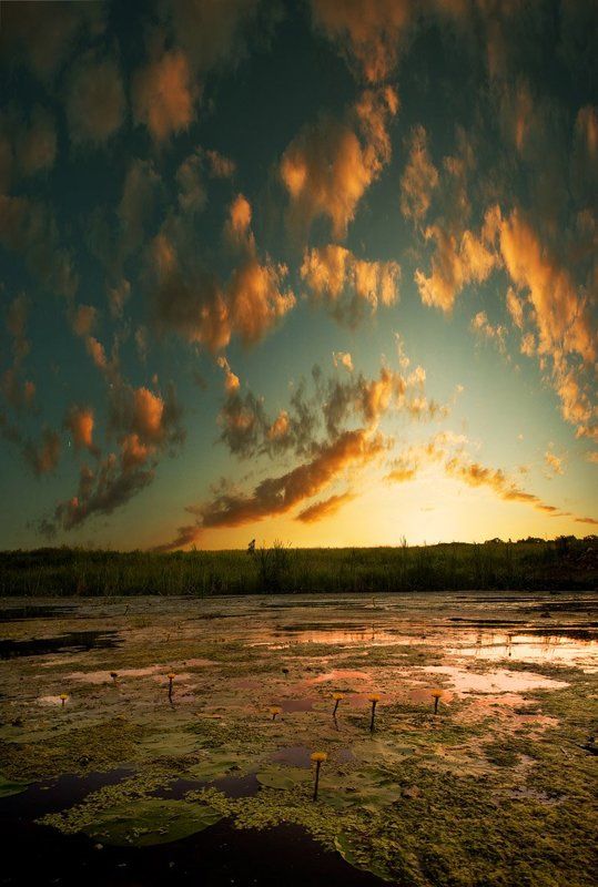 кувшинкиphoto preview