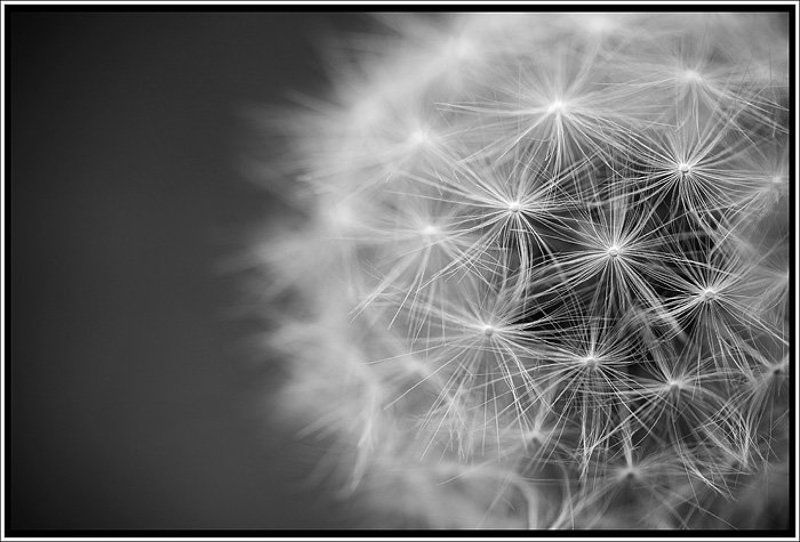 одуванчик Одуванphoto preview