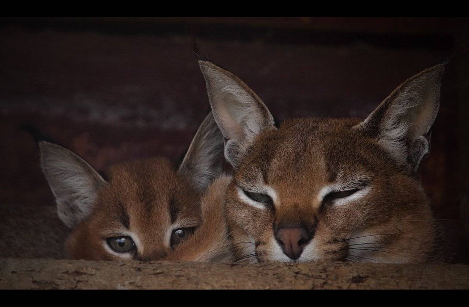 4 глаза. Автор: Lilia Tkachenko , Lilia Tkachenko