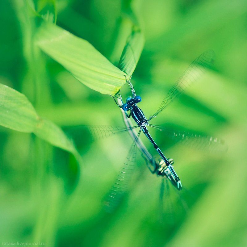 стрекоза про любовьphoto preview