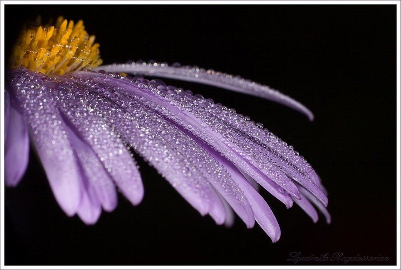 Утренняя росаphoto preview