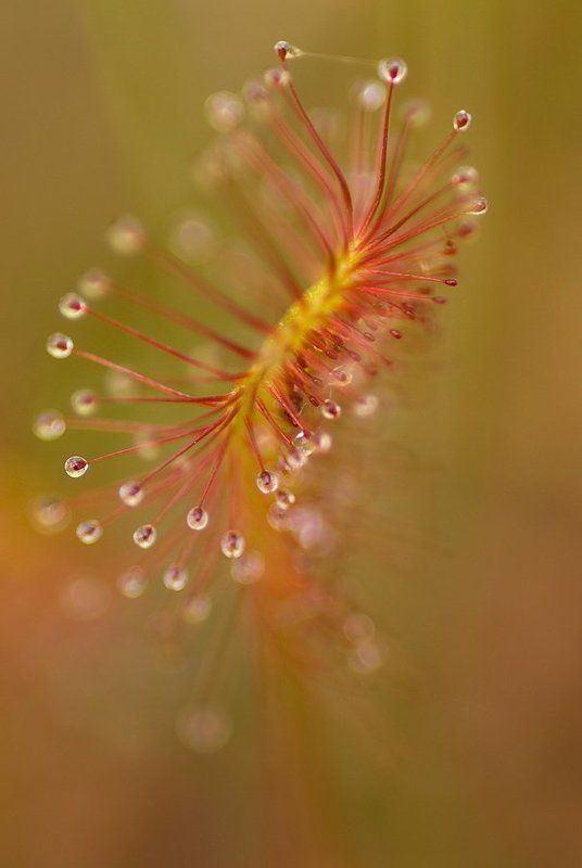 росянка, макро, липучка Липучкаphoto preview