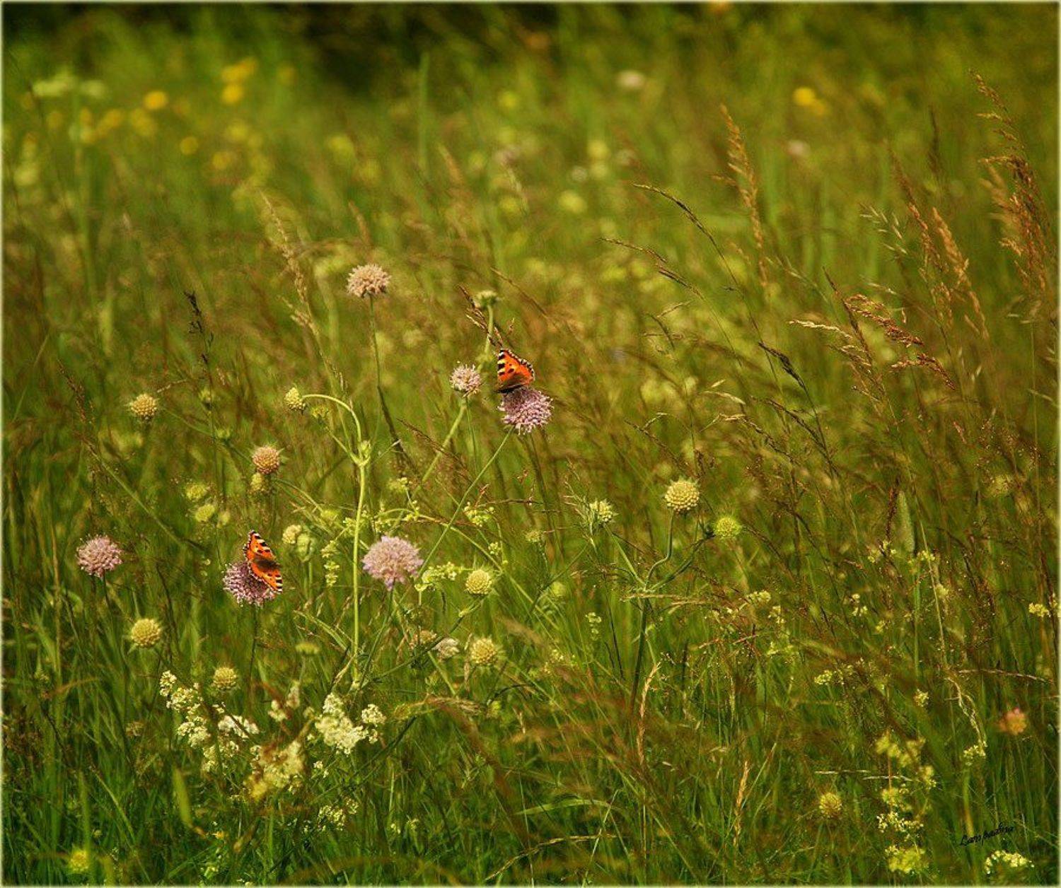 Про свидание двух бабочек в высокой траве). Автор: Lampadina (Svetlana Maximova) тверская область, харитоново, луг, бабочки, свидание, любовь, лето, тепло, Lampadina (Svetlana Maximova)