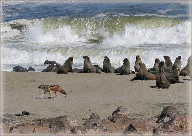 africa, arktocephalus pusillus, namibia, африка, котик морской южный, котик морской южноафриканский, намибия, atlantic, атлантика, шакал чепрачный, canis mesomelas Незваный гость...photo preview