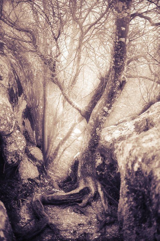 горы, деревья, лес, крым, сон, мечты, волшебство fragile hiding-place drea...photo preview