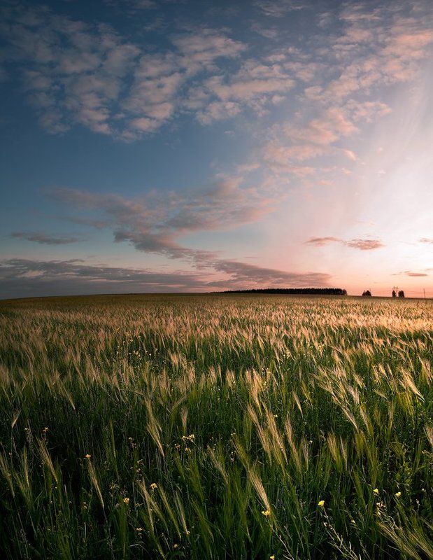 Ржаной закат.photo preview