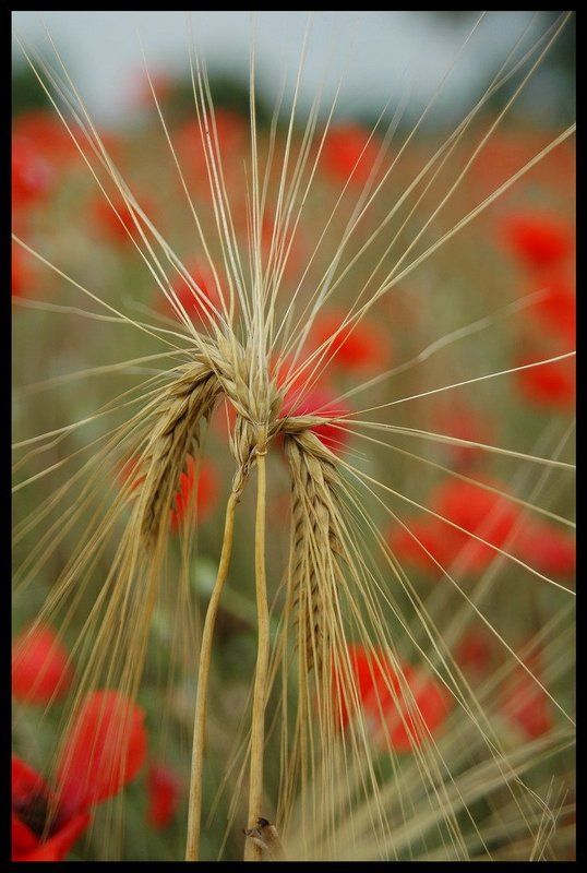 мак, пшеница Хлебно-маковая ...photo preview