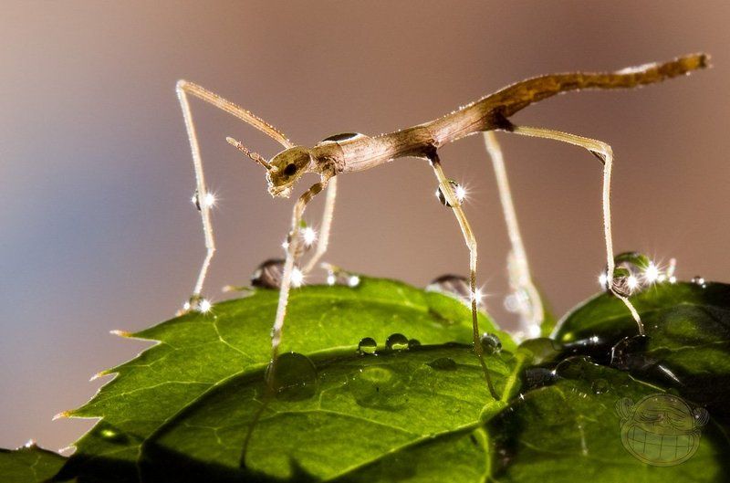 палочник аннамский, макро, новорождённый Пойманный светphoto preview