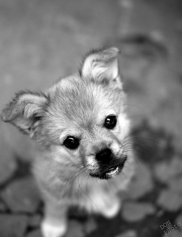 Элисphoto preview