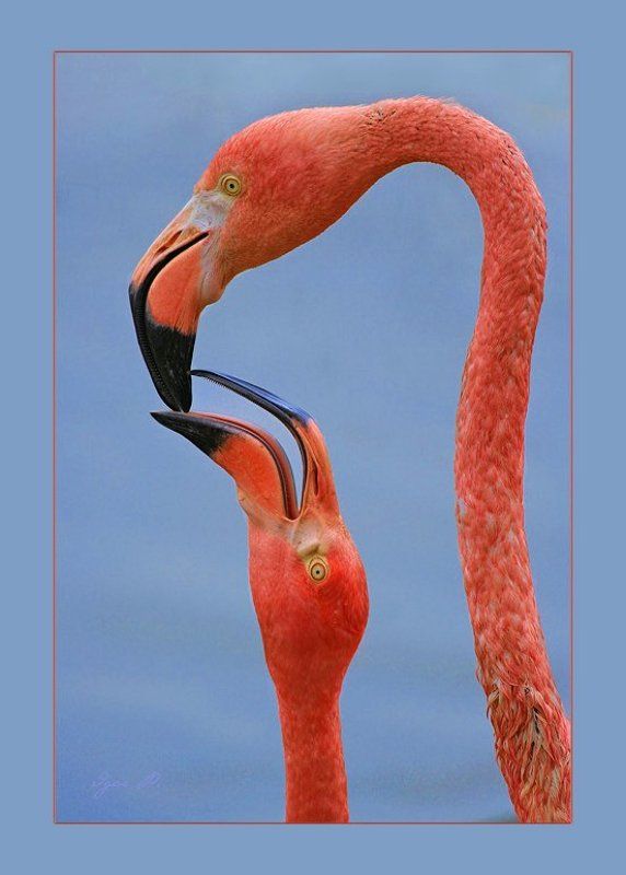 про фламинго...photo preview