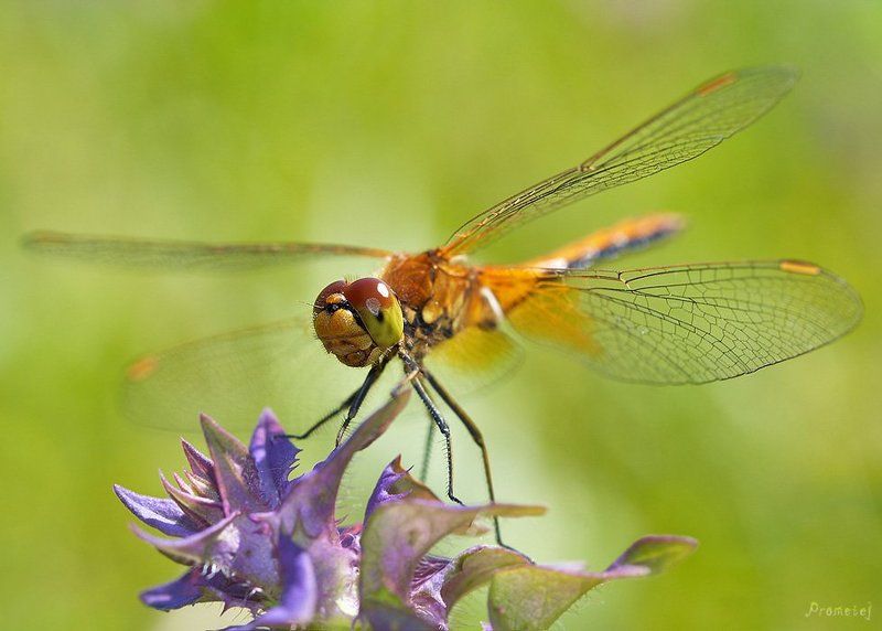 -+- фото превью