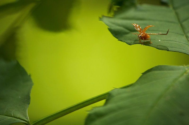 Мир грёз и полётов наяву. фото превью