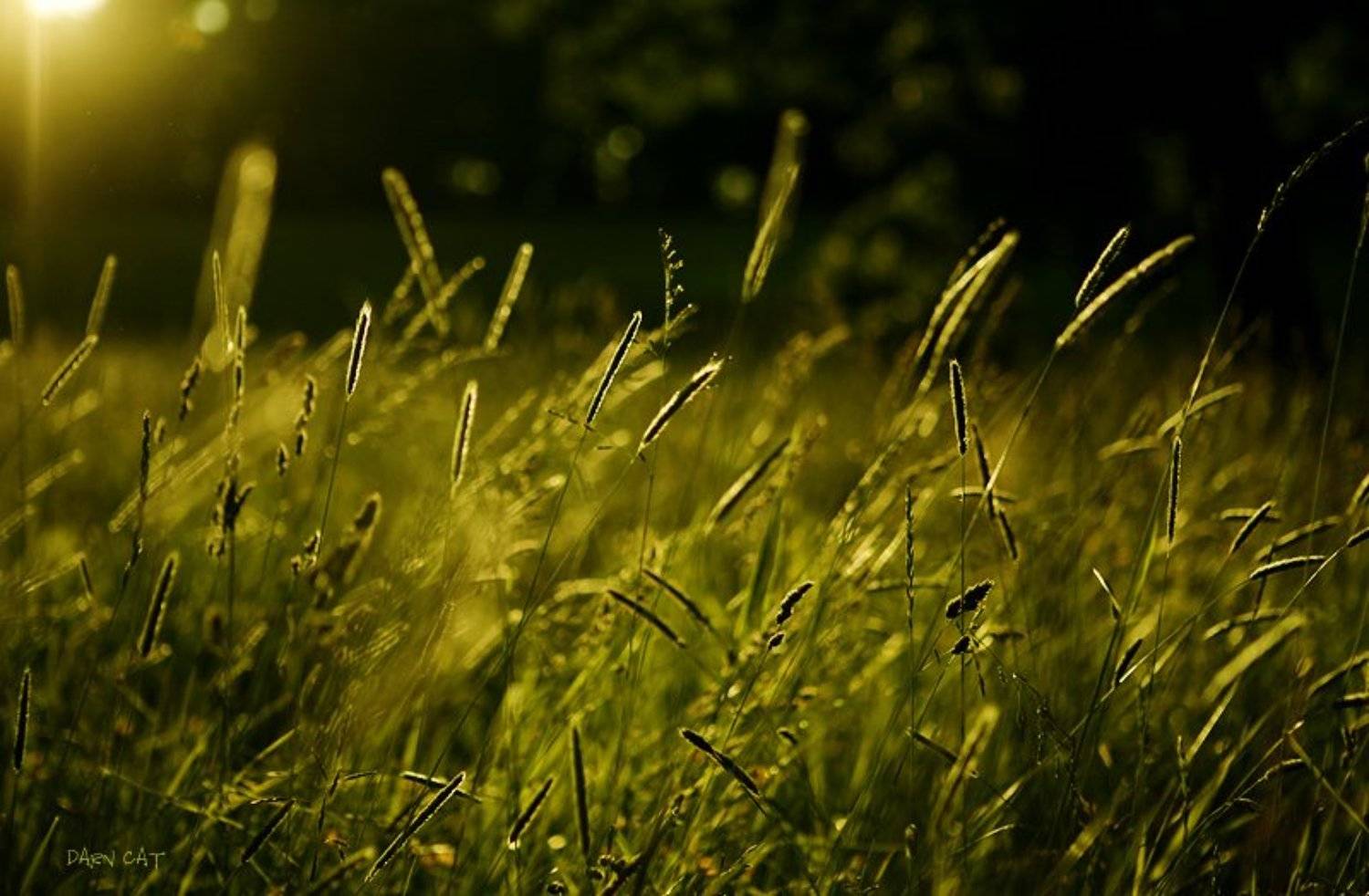 Летняя колыбельная ветра. Автор: Darn Cat this, summer, lullaby, лето, сон, ветра, колыбельная, Darn Cat