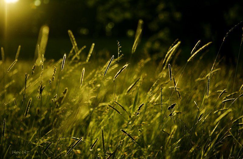 this, summer, lullaby, лето, сон, ветра, колыбельная Летняя колыбельная ветраphoto preview