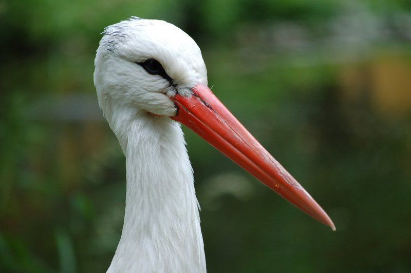 аист, птица про аистаphoto preview