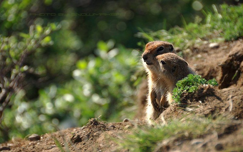 фото, чукотка, суслики, photo, chukotka, snowmaker, евражки, любовь, тундра, зелень, нежность Мгновения нежностиphoto preview