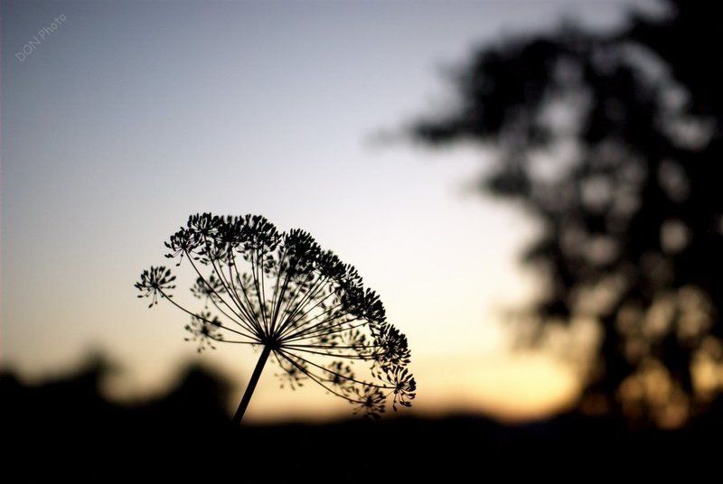 зонтикphoto preview