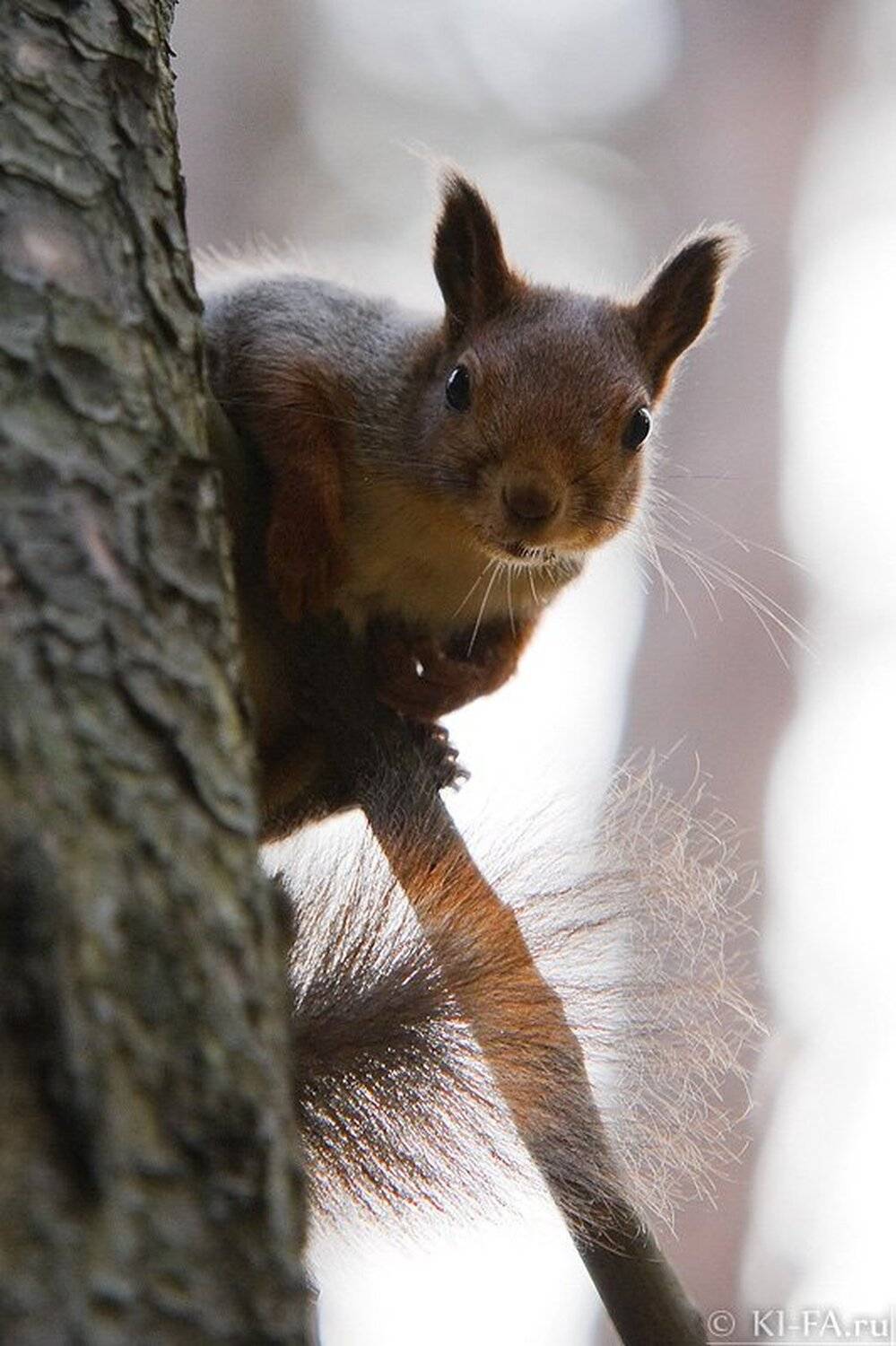 ***. Автор: KI-FA.ru , KI-FA.ru